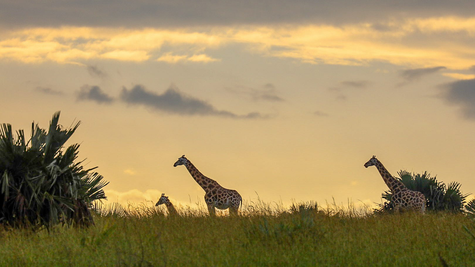 A photograph showing the Amazing Uganda Experience