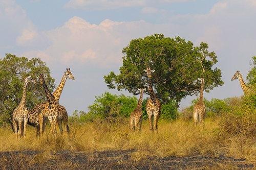 Safari Country