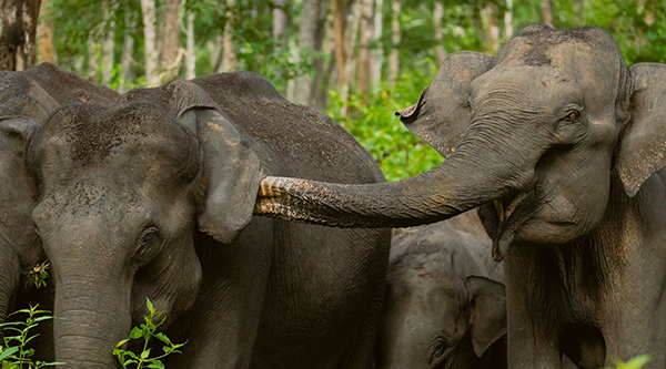 Intimate Wildlife Safaris